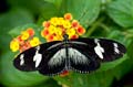 265 Doris-Falter - Heliconius doris